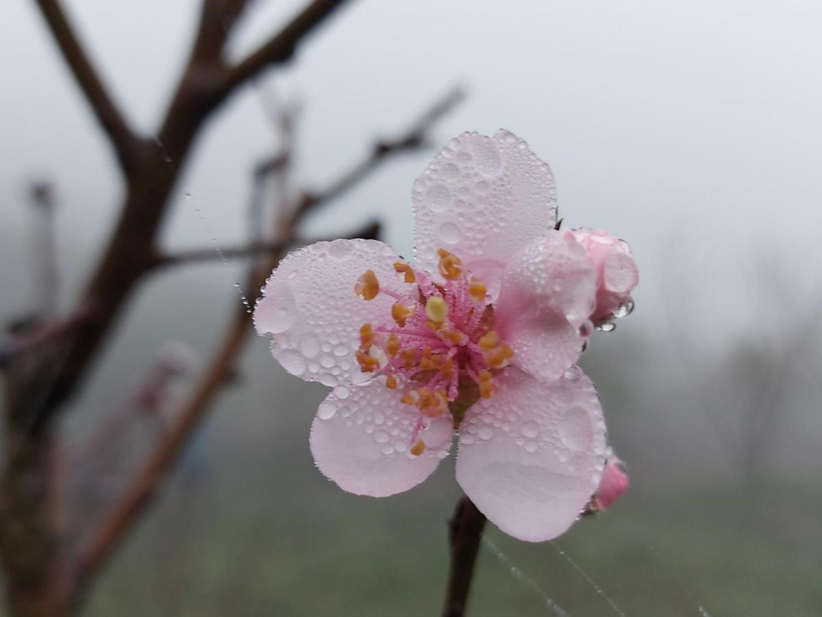 Moc Chau Peachy Garden Διαμέρισμα Εξωτερικό φωτογραφία