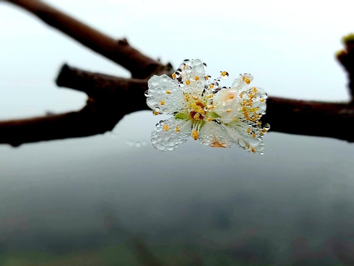 Moc Chau Peachy Garden Διαμέρισμα Εξωτερικό φωτογραφία