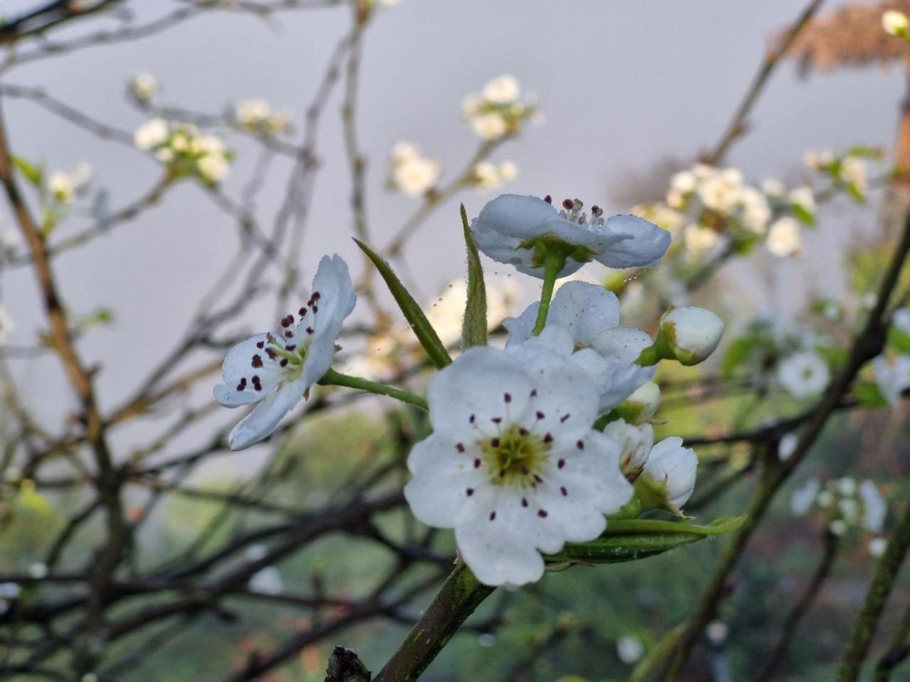 Moc Chau Peachy Garden Διαμέρισμα Εξωτερικό φωτογραφία