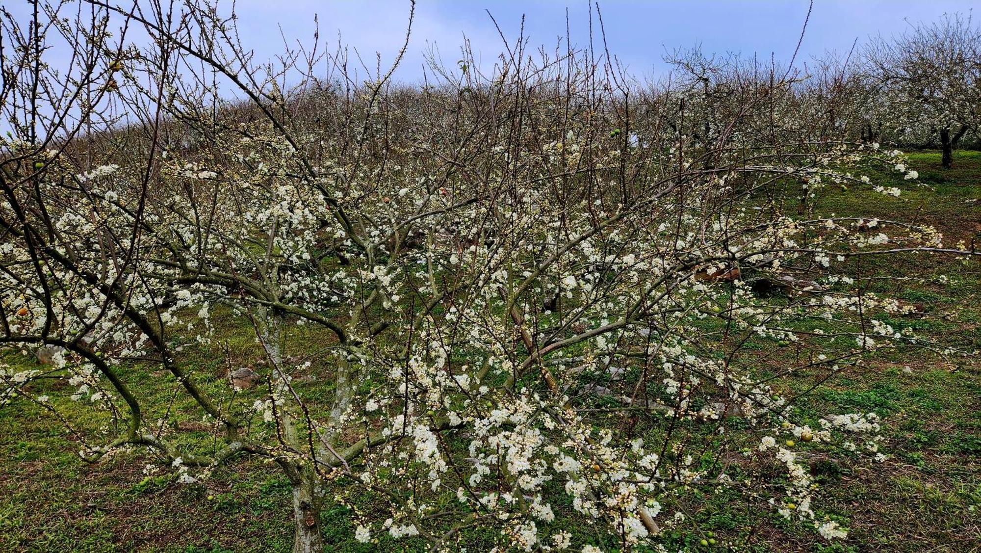 Moc Chau Peachy Garden Διαμέρισμα Δωμάτιο φωτογραφία